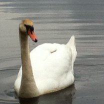 белый лебедь - оригинал