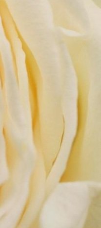 роза - часть 3 - модуль - оригинал