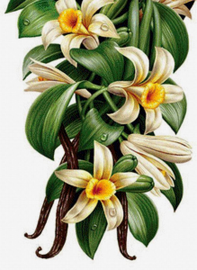 ваниль - для кухни, картина - предпросмотр