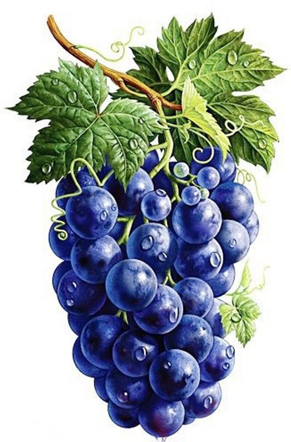 виноградная тема - для кухни, картина - оригинал