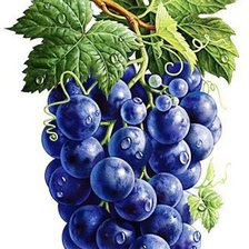 Оригинал схемы вышивки «виноградная тема» (№1060304)