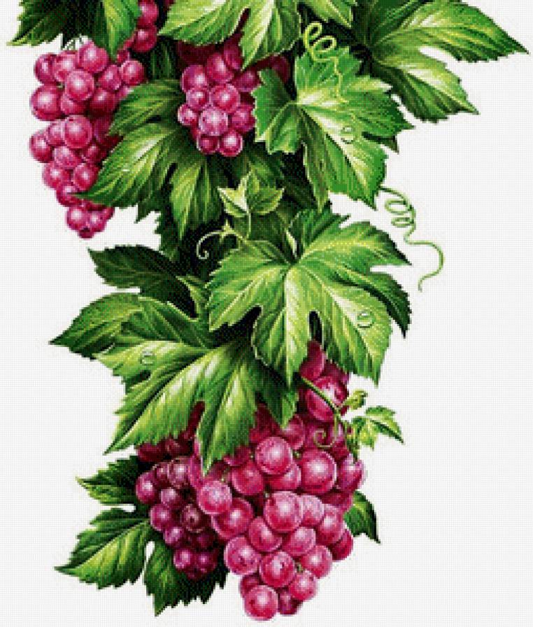 виноградная тема - для кухни, картина - предпросмотр