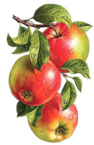 яблочки - для кухни, картина - оригинал