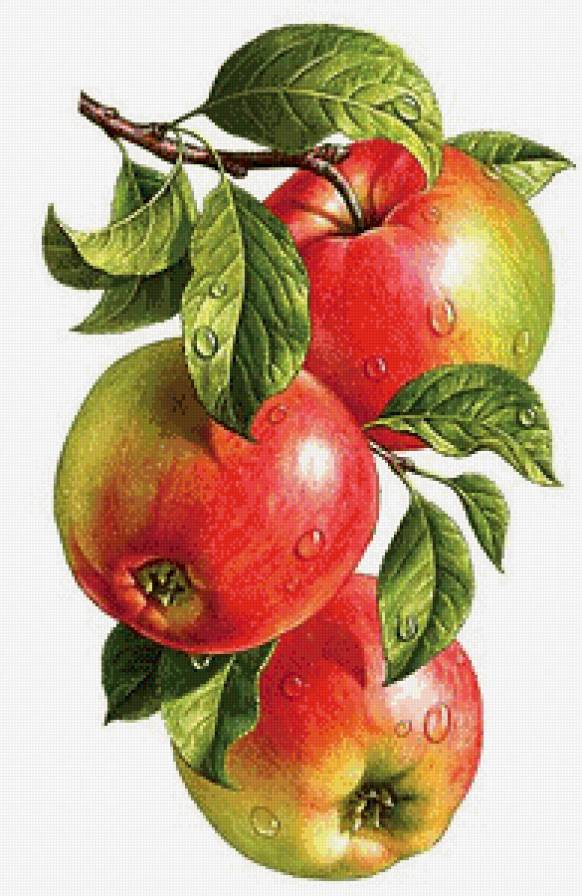 яблочки - для кухни, картина - предпросмотр