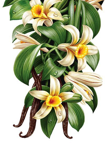 ваниль - картина, для кухни - оригинал