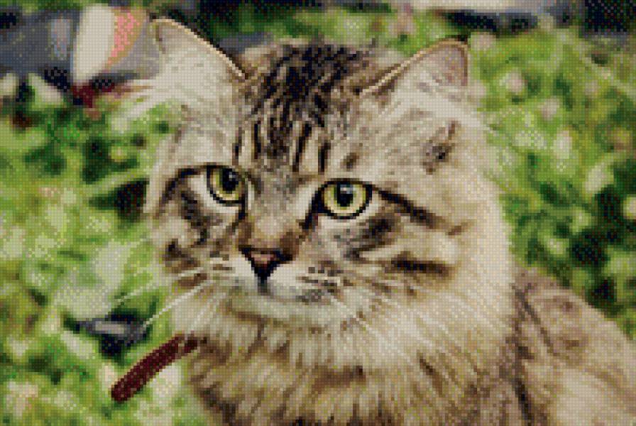 кот Томас - cat, кот, котейка - предпросмотр