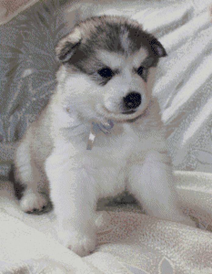 Маламутик - щенки маламут вышивка - предпросмотр