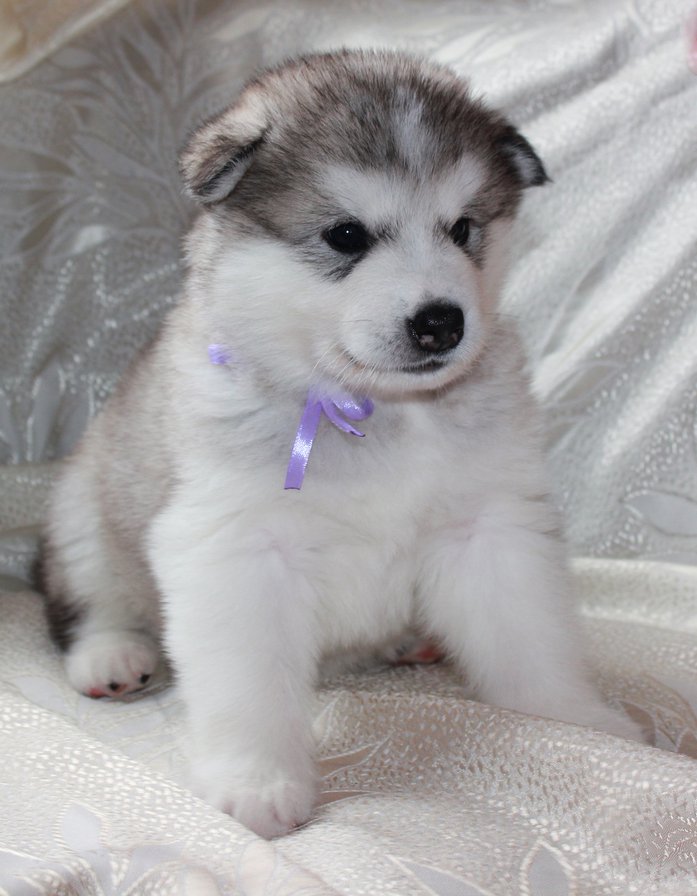 Маламутик - щенки маламут вышивка - оригинал