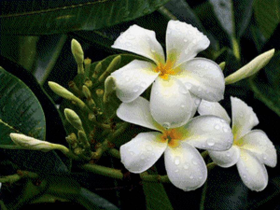 Нежность - предпросмотр