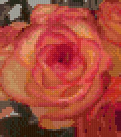 роза 1 - цветы, розы - предпросмотр