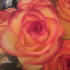 Схема вышивки «роза 1»