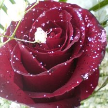 Схема вышивки «роза 3»