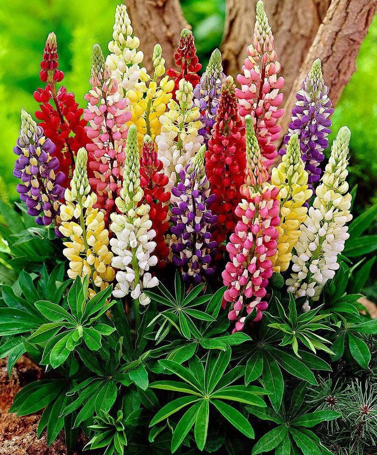 цветы садовые - оригинал