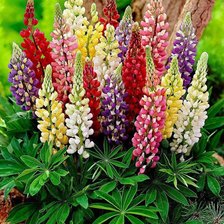 Схема вышивки «цветы садовые»