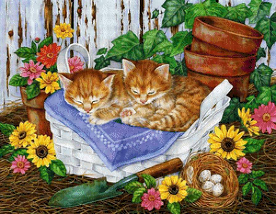 gattini - предпросмотр