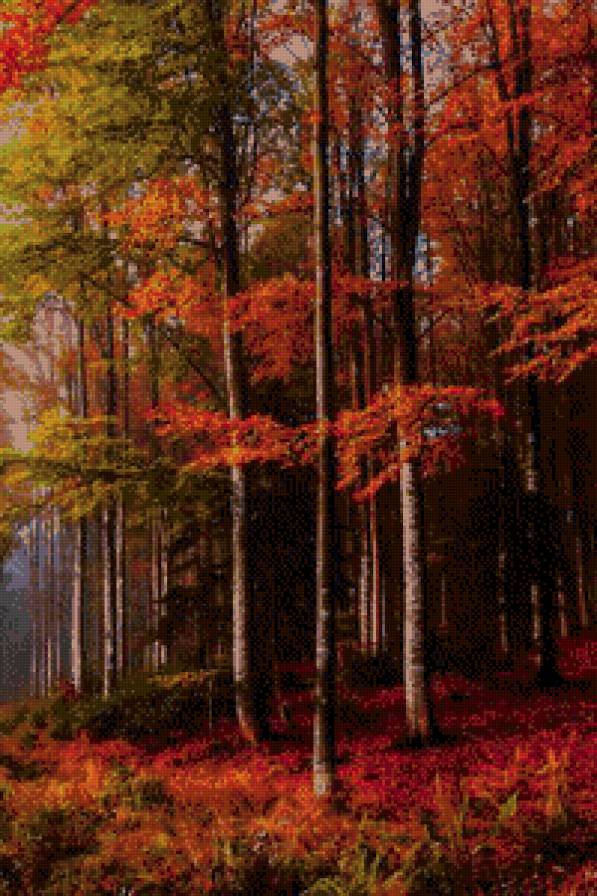 Осень багряная. - багрянец, осень, лес - предпросмотр
