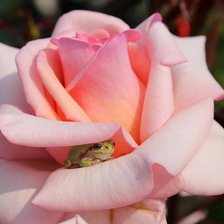 Схема вышивки «роза»