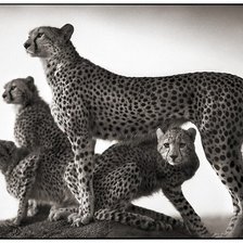Оригинал схемы вышивки «семья гепардов» (№1062781)