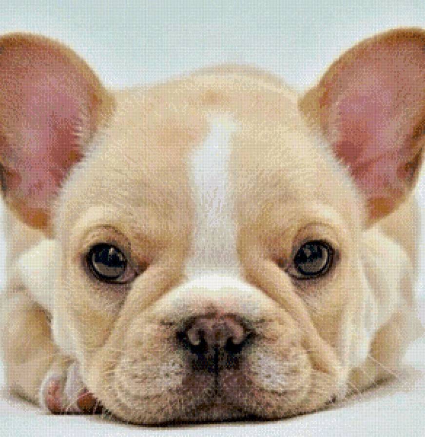 Забавный щенок - щенок - предпросмотр