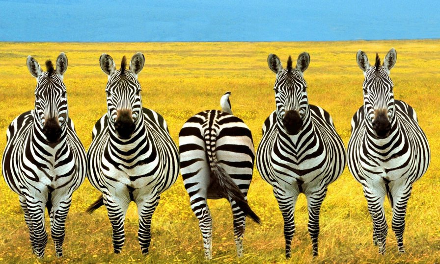 Не совсем идеальный. - зебры - оригинал