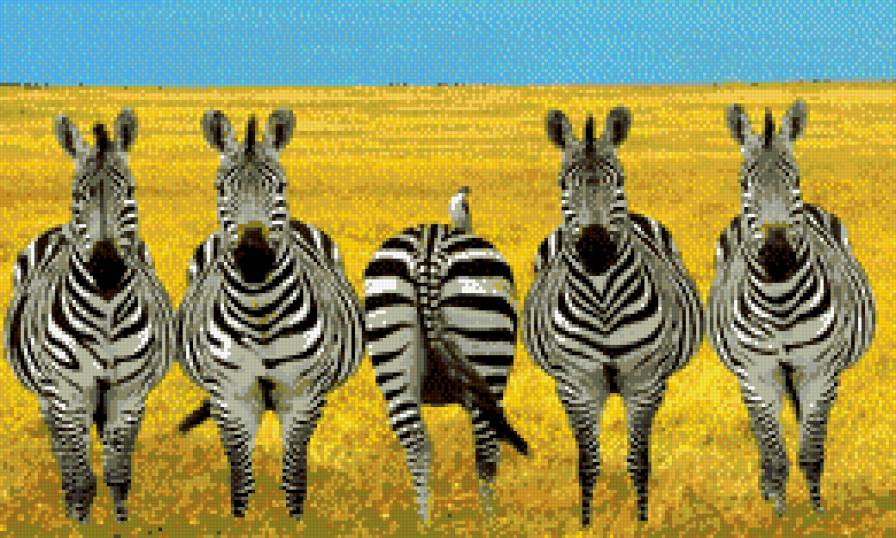 Не совсем идеальный. - зебры - предпросмотр