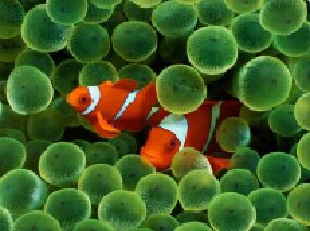 Рыбки - клоуны. - рыбы - оригинал