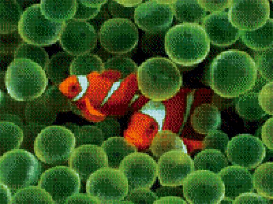 Рыбки - клоуны. - рыбы - предпросмотр