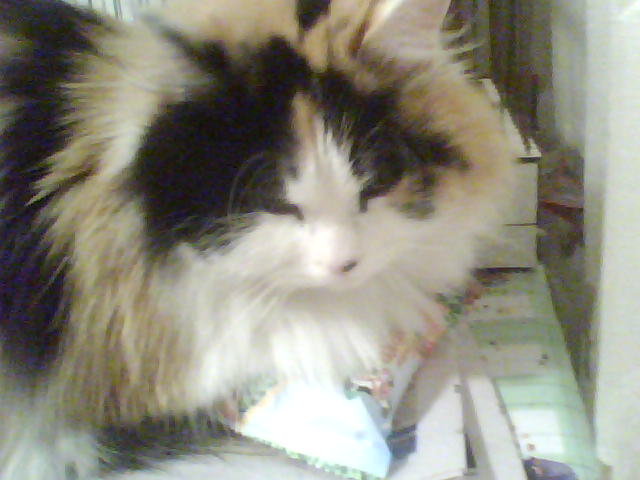 муся киса - кошки - оригинал