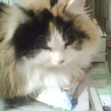 Схема вышивки «муся киса»