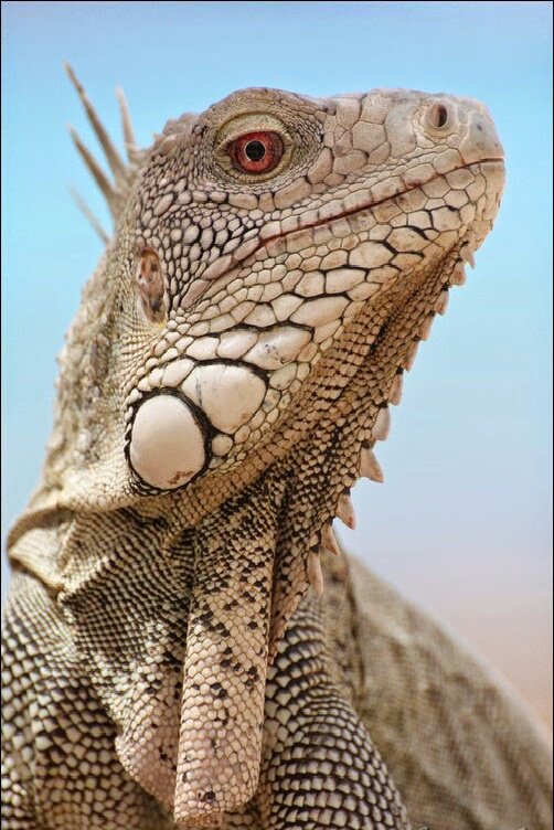 Варан - природа, варан - оригинал