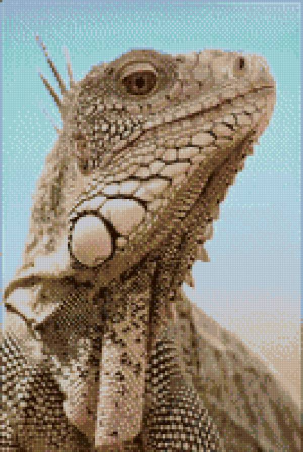 Варан - варан, природа - предпросмотр