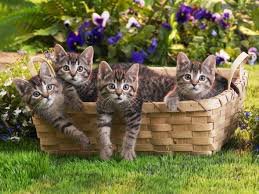 Котята в корзинке. - котята, корзинка, природа, животные - оригинал