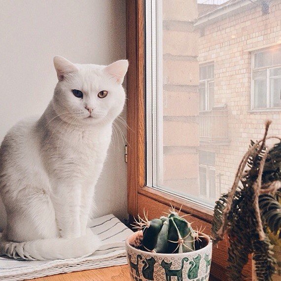 Снежинка - животные, домашние животные, кошки, коты - оригинал