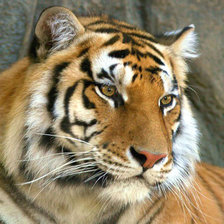 Схема вышивки «Тигр»