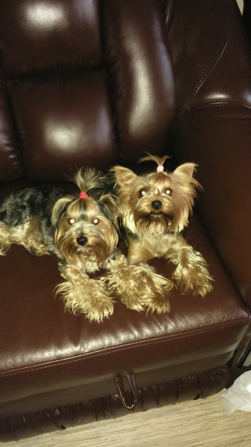 мои йорки - собаки, животные - оригинал