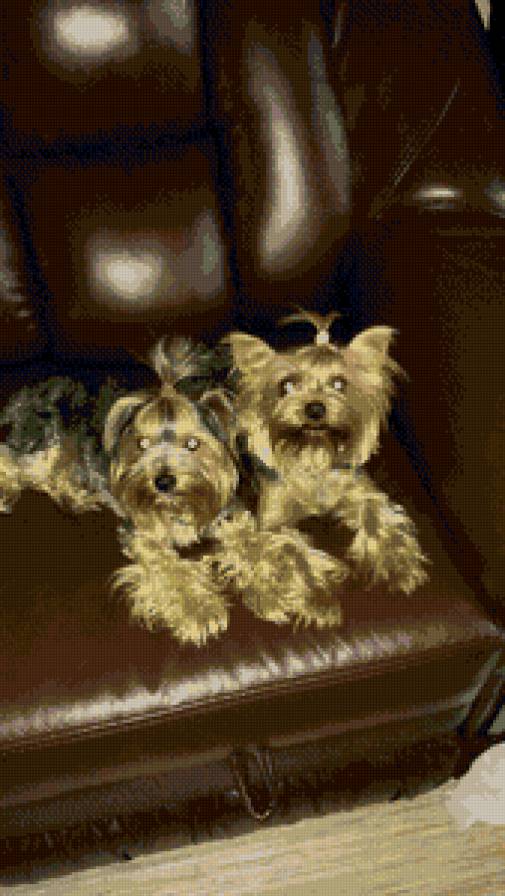 мои йорки - животные, собаки - предпросмотр