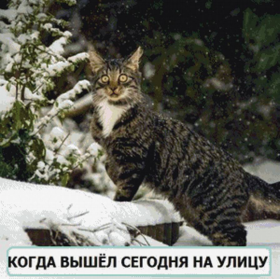 Зима? - зима, кот, деревья, снег - предпросмотр