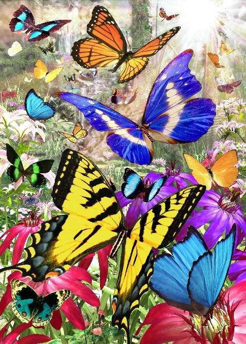 красота - бабочки, красота - оригинал