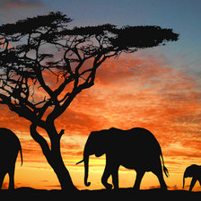 Схема вышивки «слоны»