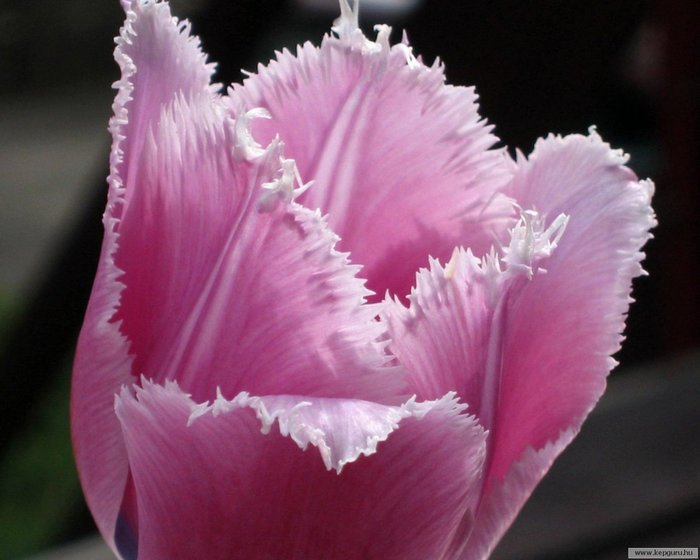 Тюльпан - цветок - оригинал