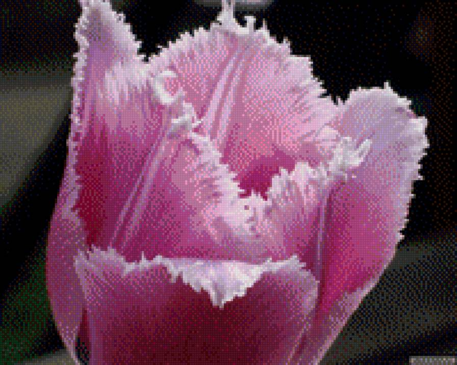Тюльпан - цветок - предпросмотр