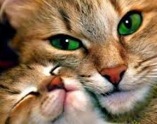 Схема вышивки «кошки»