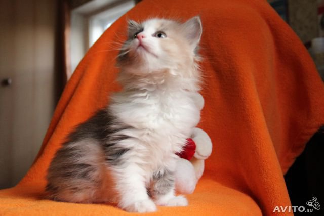 Масяня - кошки, котенок, масяня - оригинал