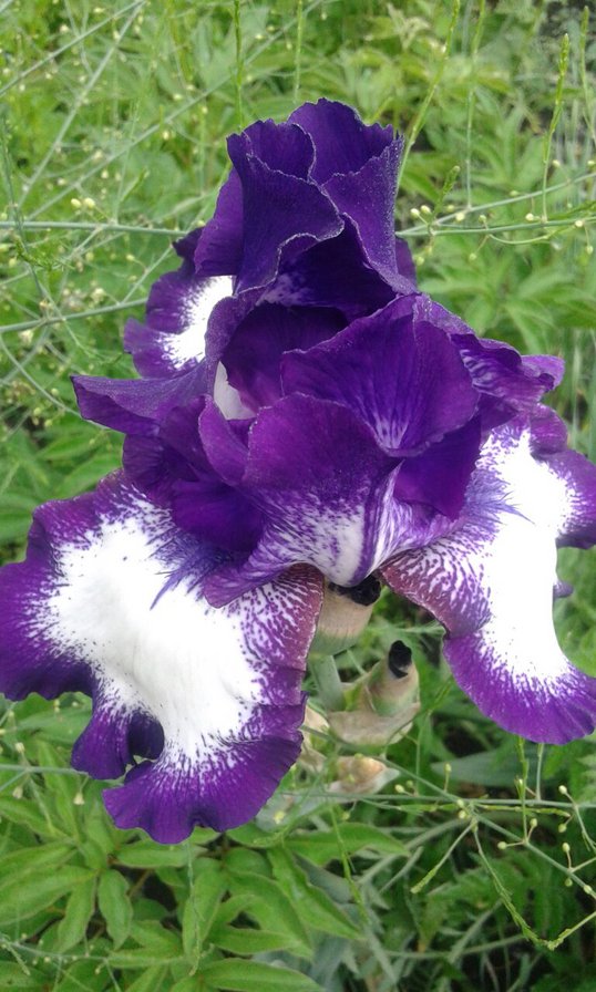 ирис фиолетовый - ирис - оригинал