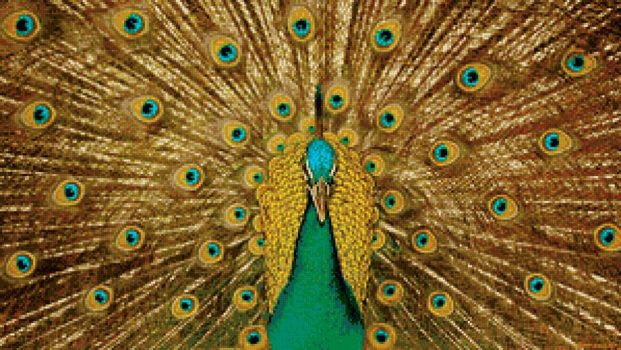 Павлин - природа, птица - предпросмотр