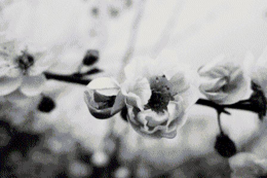 Цветение - монохром - предпросмотр