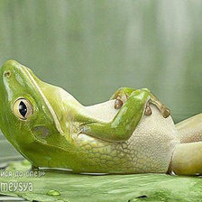 Лягушка на отдыхе