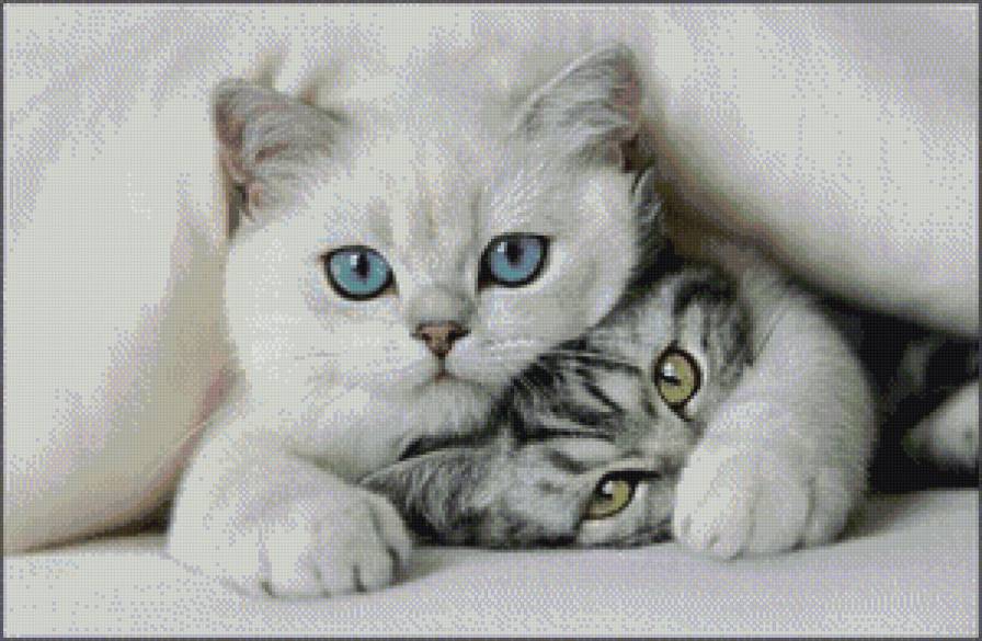 Кошечка - кошечка - предпросмотр