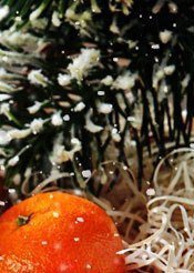 Новогодняя 3 часть - новогодняя 3 часть - оригинал