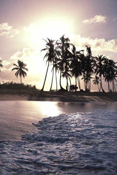 пальмы - оригинал